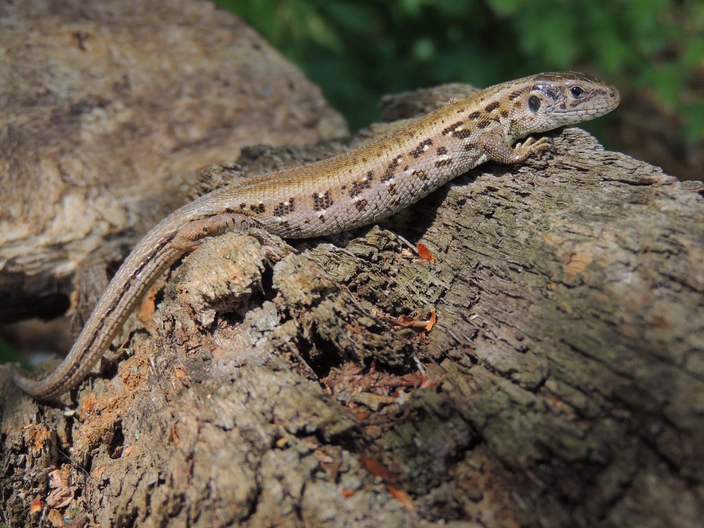 The NHBS Guide to UK Reptile Identification