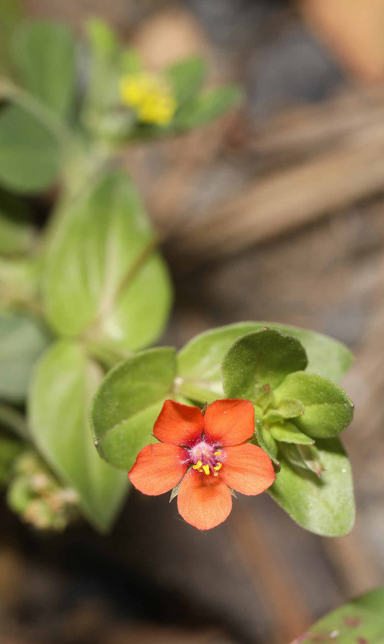 The NHBS Guide to UK Wildflower Identification