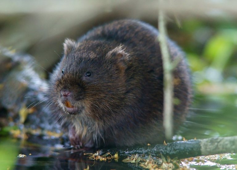 The NHBS Guide to UK Small Mammal Identification