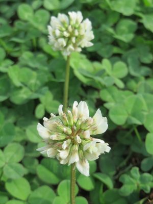 The NHBS Guide to UK Wildflower Identification