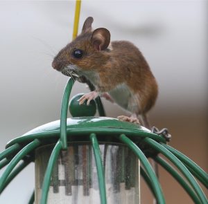 House Mouse or Field Mouse? Types of Mice - Woodland Trust