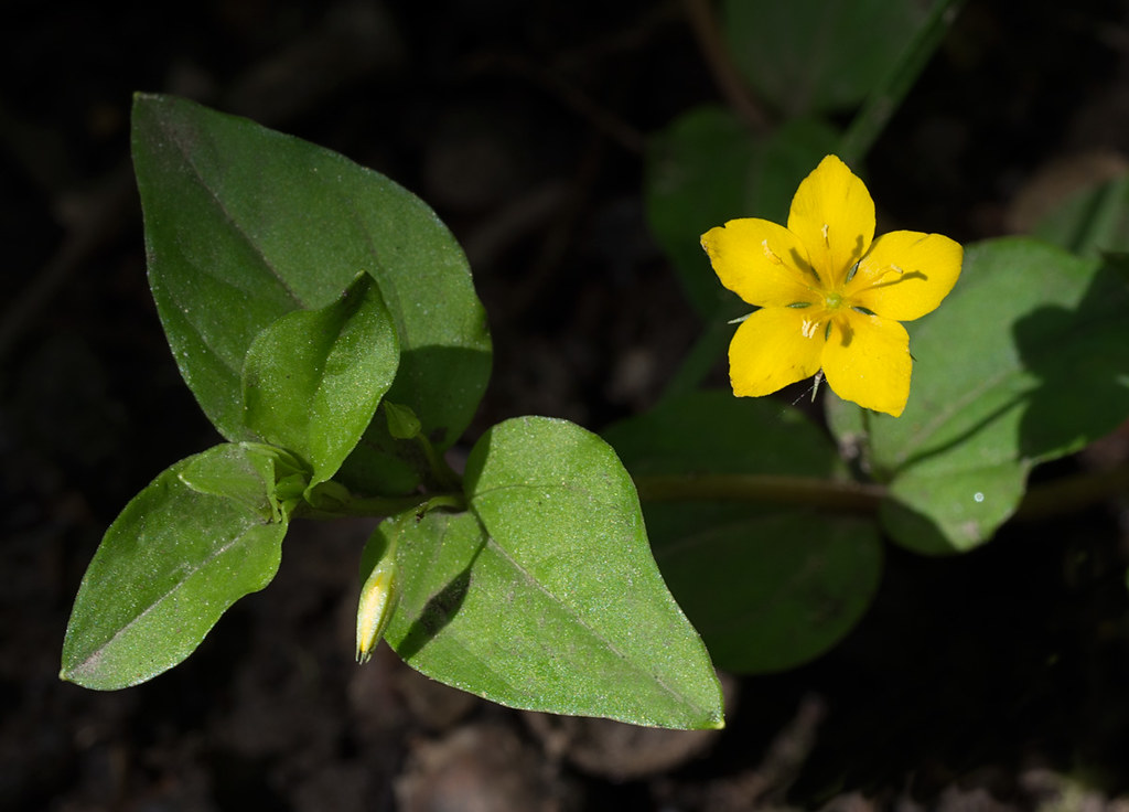 The NHBS Guide to UK Wildflower Identification