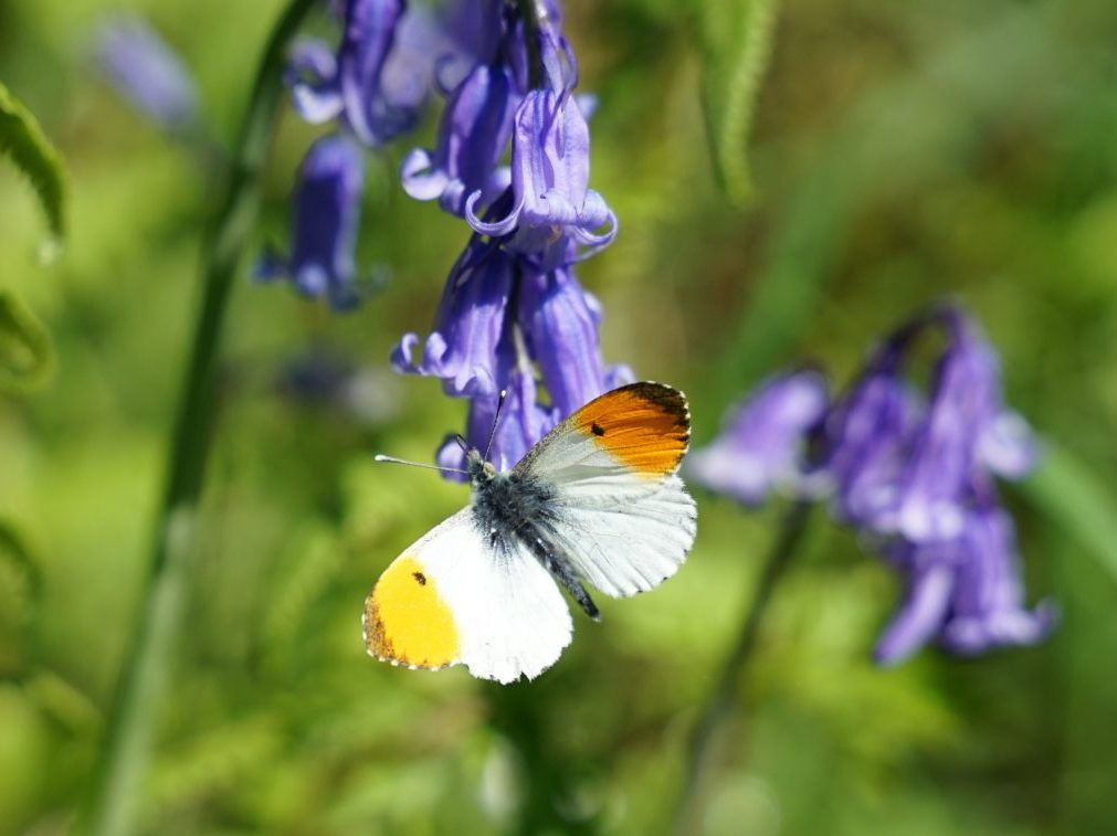 The NHBS Guide to UK Butterfly Identification