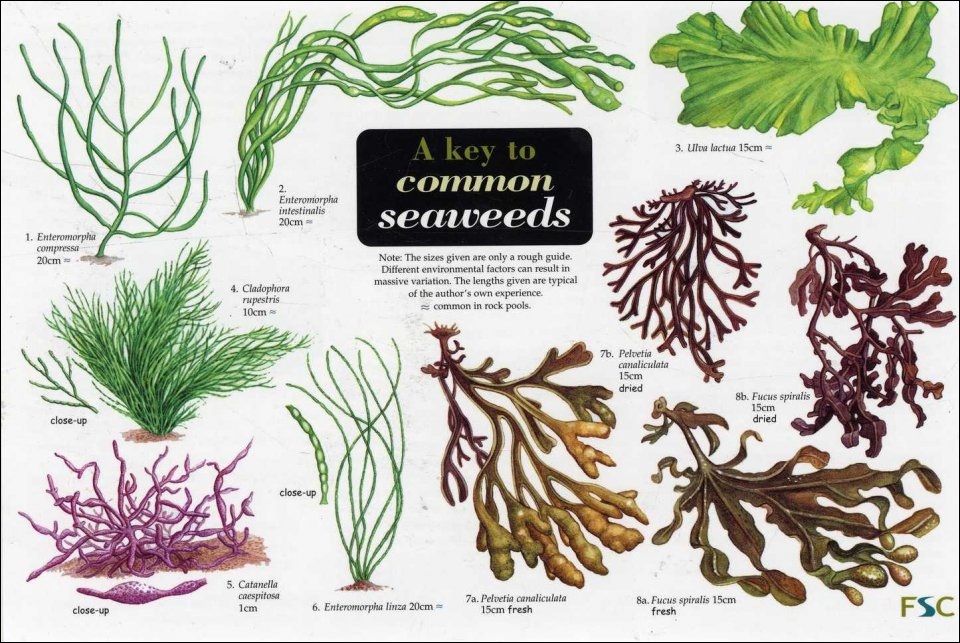 Seaweed varieties shop