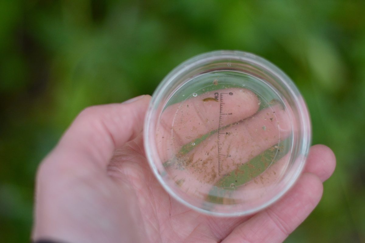 The NHBS Guide to Pond Dipping