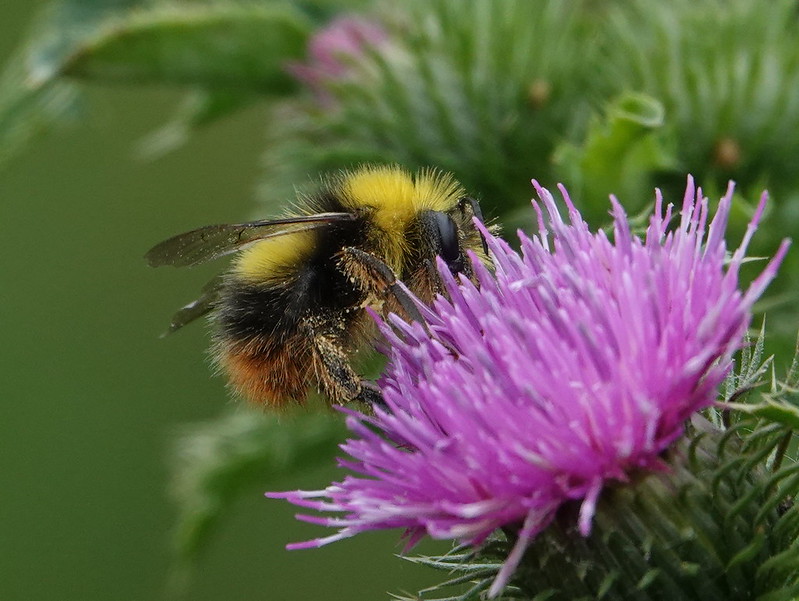 How to Identify a Bumble Bee