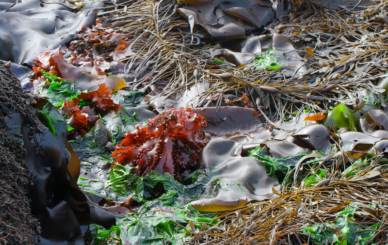 Green Seaweeds - Biodiversity of the Central Coast