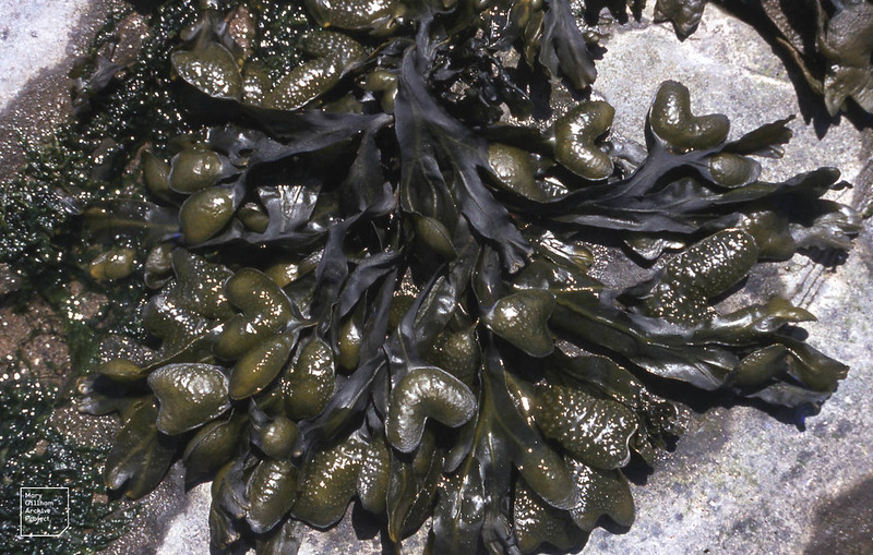 Black seaweed on sale