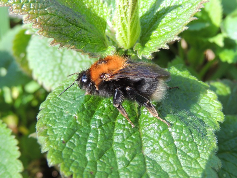 How to Identify a Bumble Bee