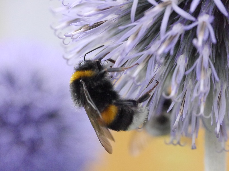 How to Identify a Bumble Bee