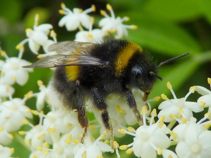 The NHBS Guide to UK Bumblebee Identification