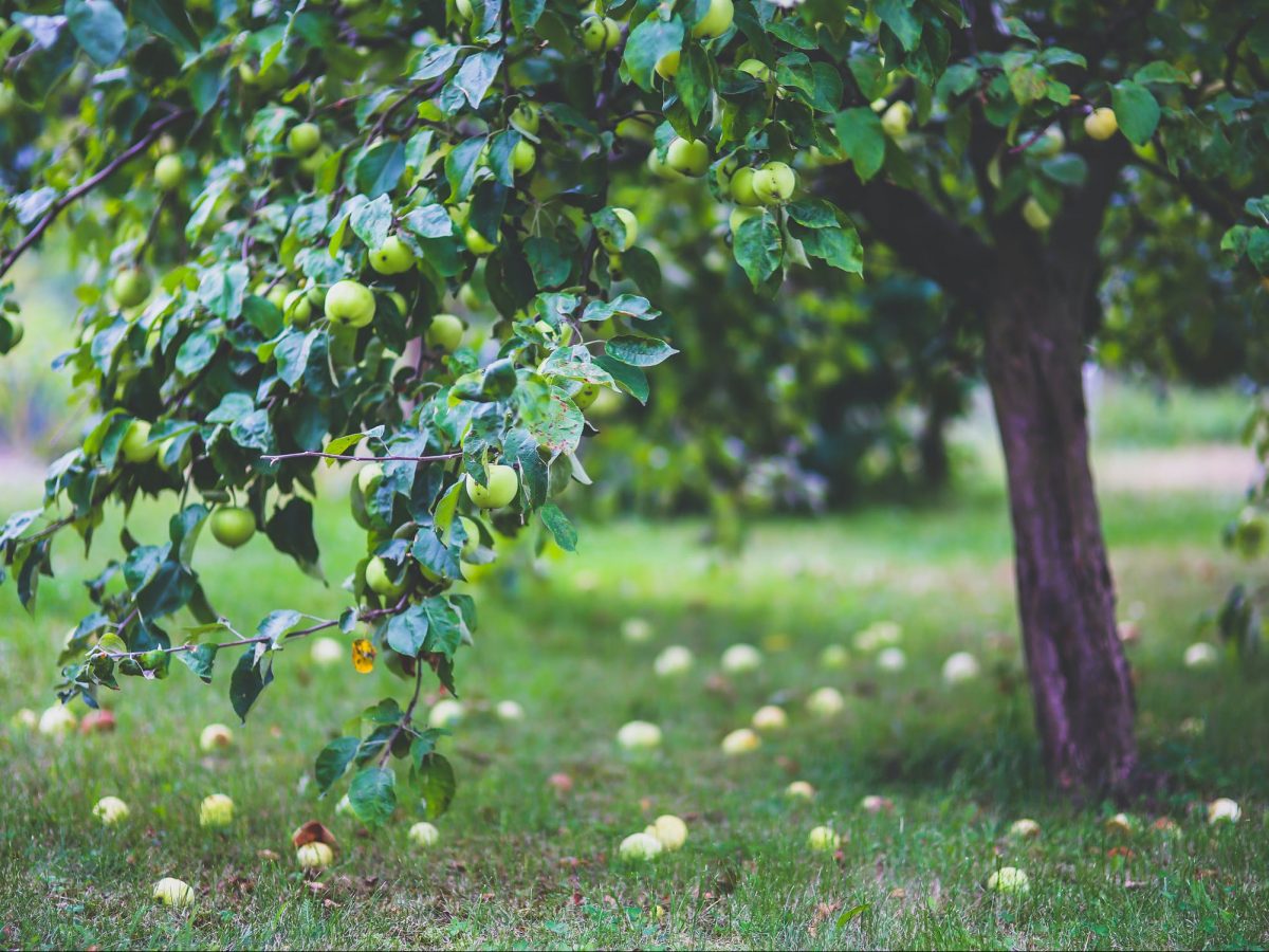 Author Interview with Benedict Macdonald and Nicholas Gates: Orchard: A Year in England’s Eden