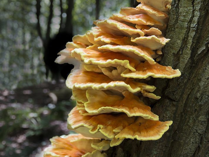 Identifying Tree Bark Fungus: A Guide for Gardeners 