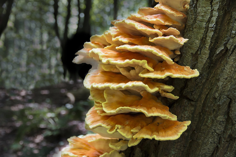 mushrooms that grow on oak trees: a guide to identification and management