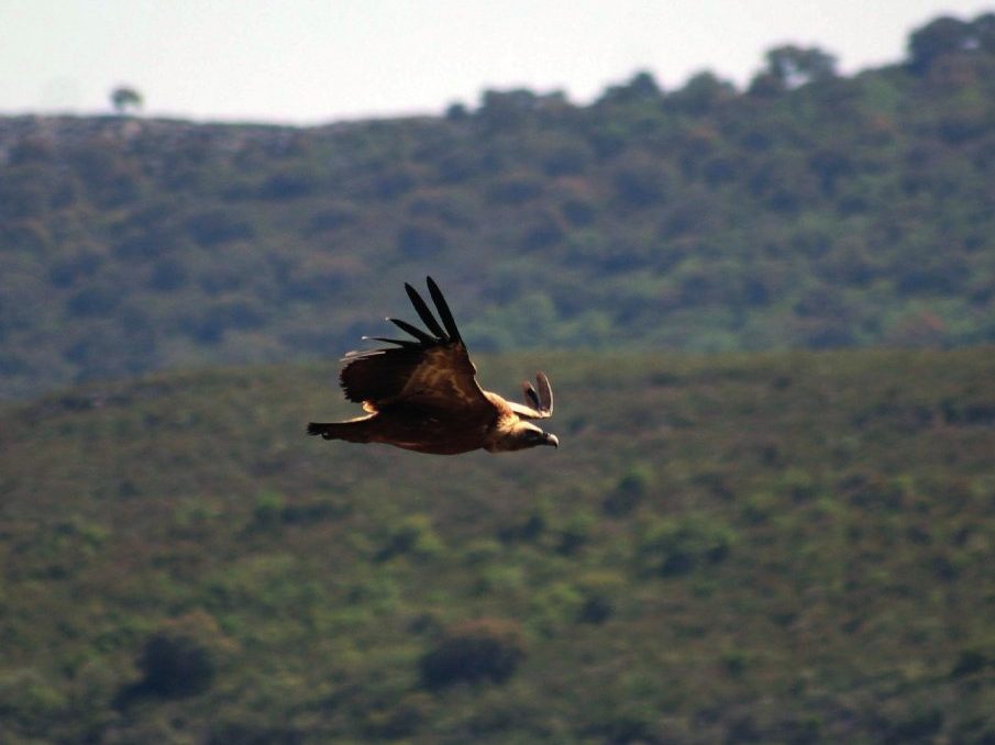 Author Interview with Ian Parsons, A Vulture Landscape: Twelve Months in Extremadura