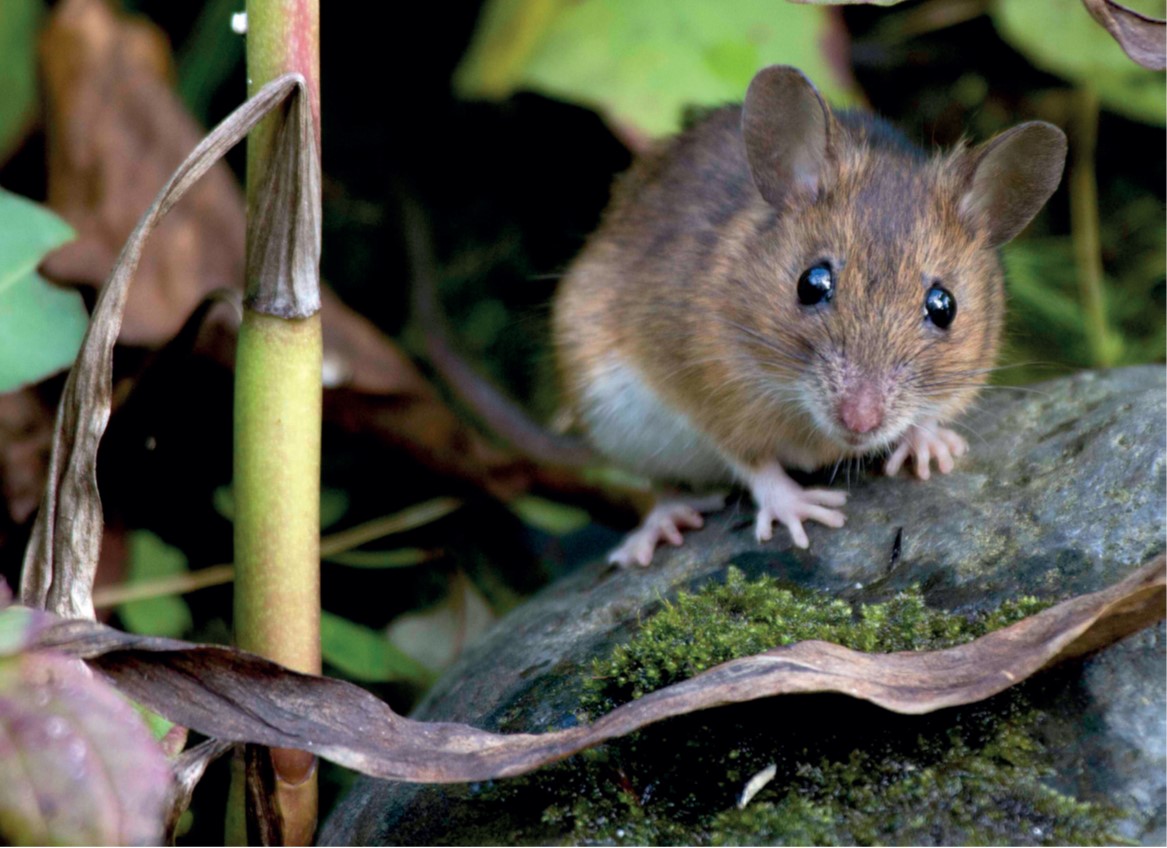 The Acoustic Identification of Small Mammals