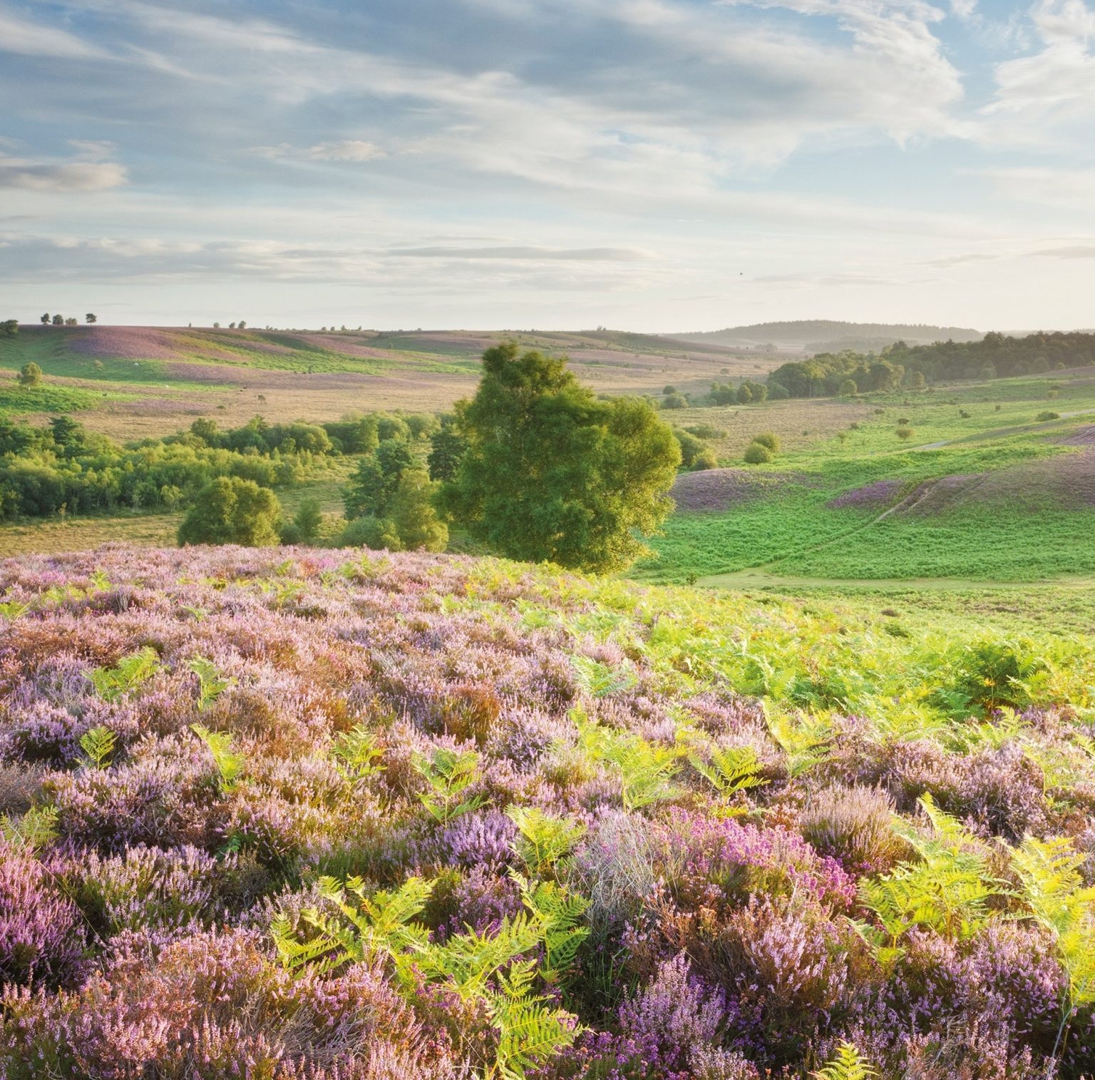 Author Interview Clive Chatters, Heathland