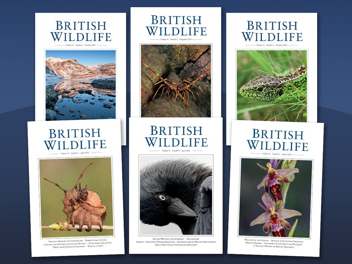 Wilding for Conservation: new series in British Wildlife