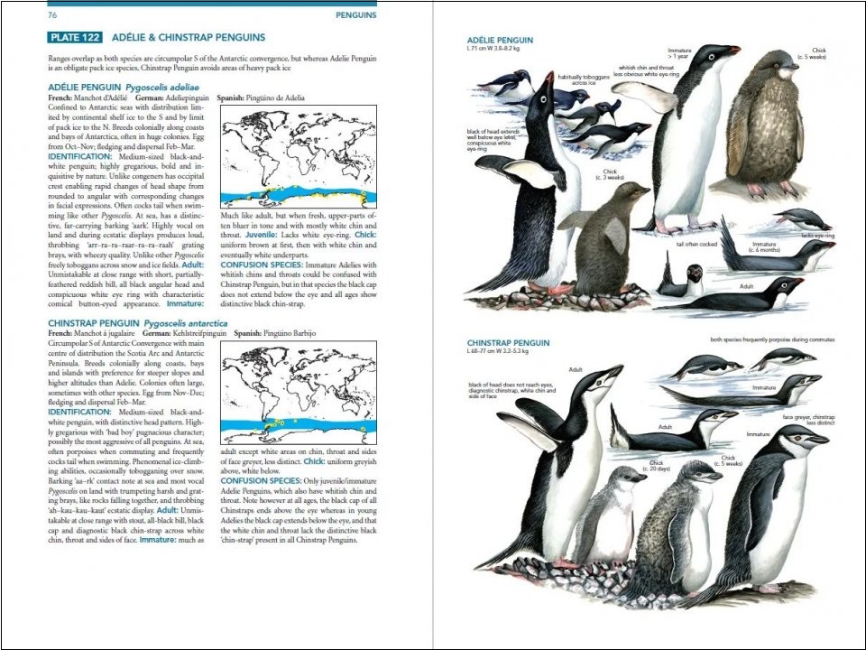 Seabirds, and a Short History of Illustrated Bird Guides