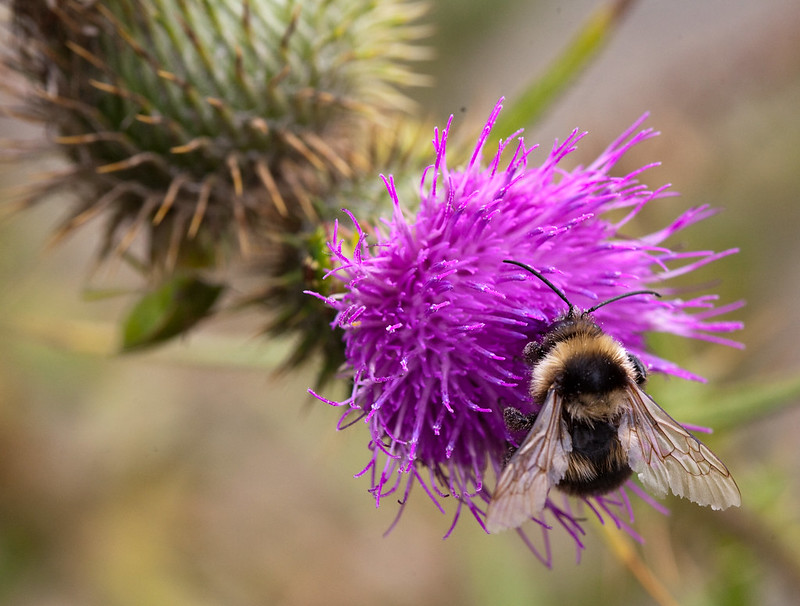 Climate Challenges: 1. Insect Decline