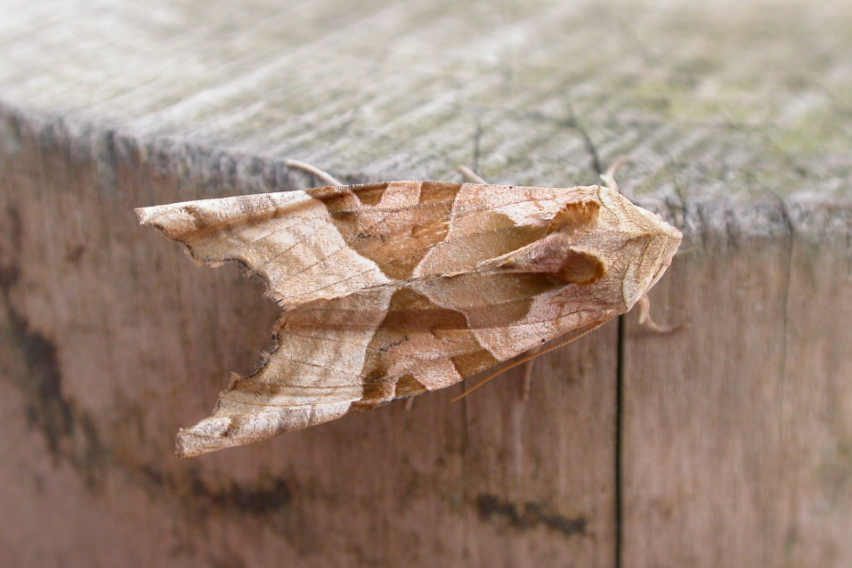 How to get rid of moths? - Bon Accord London