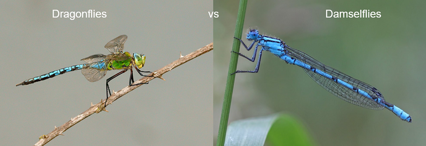 The NHBS Guide to UK Dragonfly Identification