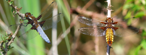 The NHBS Guide to UK Dragonfly Identification