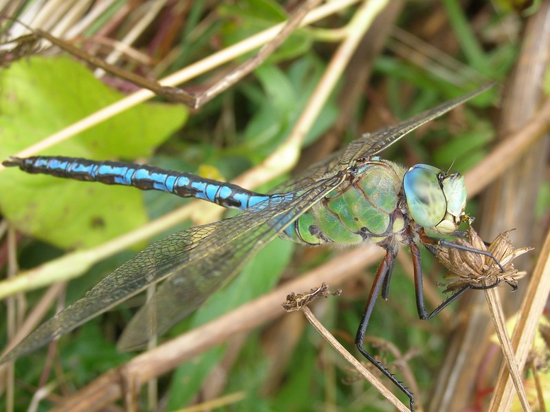 Damselflies: Long, Slender and Delicate - Bug Squad - ANR Blogs