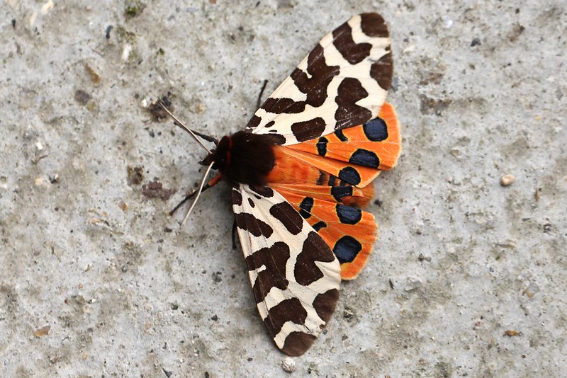 The NHBS Guide to Common UK Moth Identification