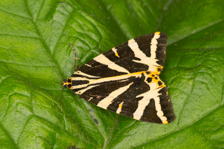 The NHBS Guide to Common UK Moth Identification