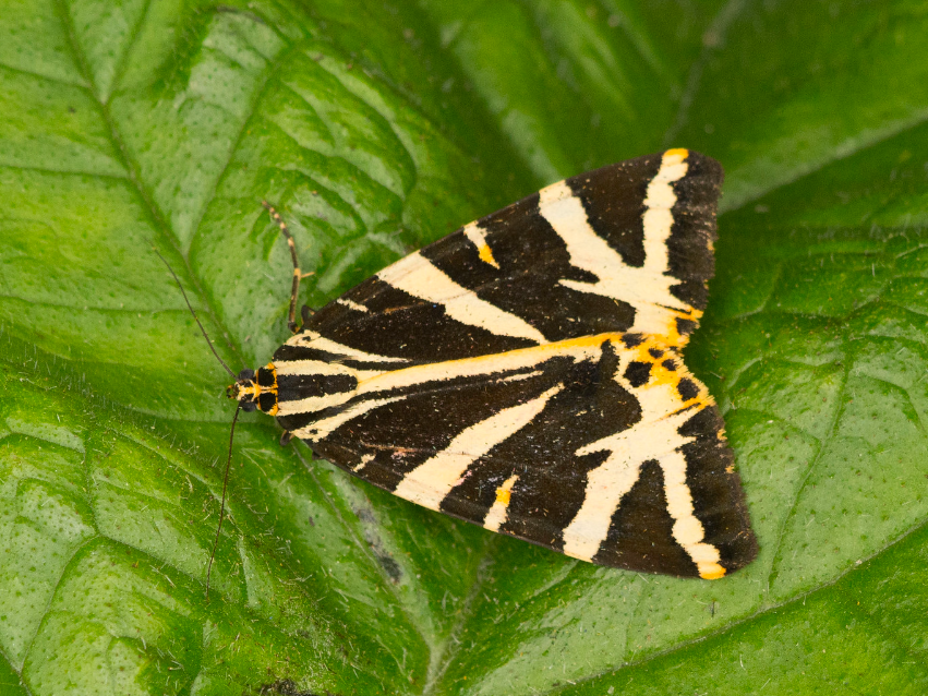 The NHBS Guide to Common UK Moth Identification