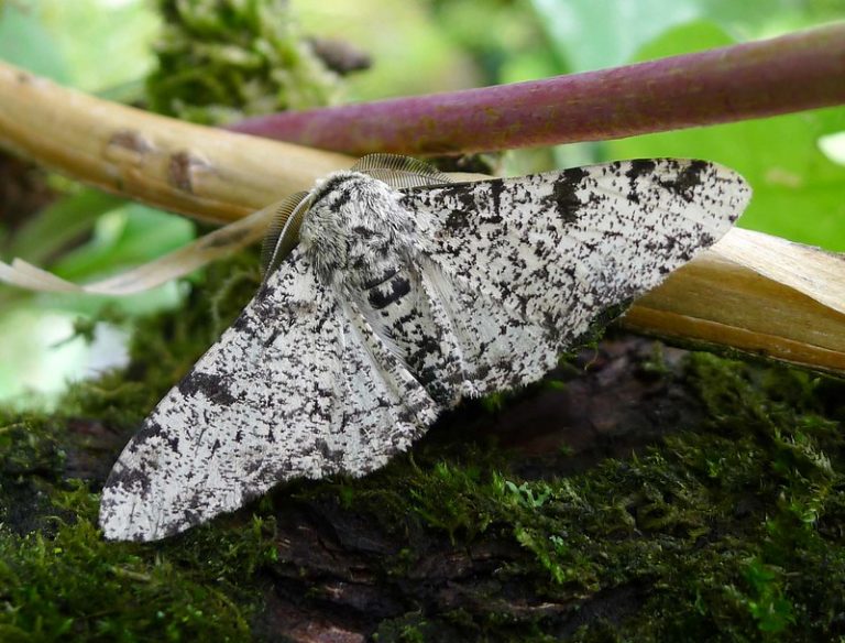 The NHBS Guide To Common UK Moth Identification