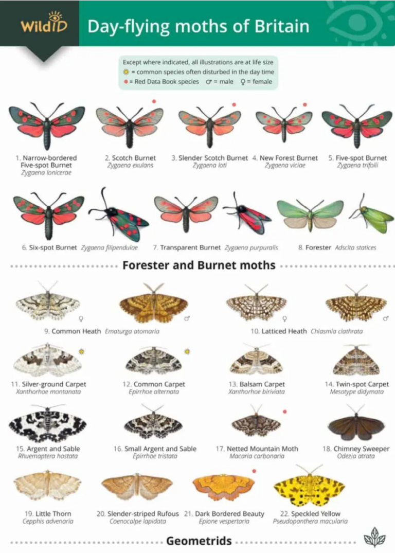 The NHBS Guide To Common UK Moth Identification Hoopoe A Blog By Nhbs