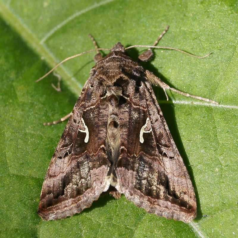 Common Moths