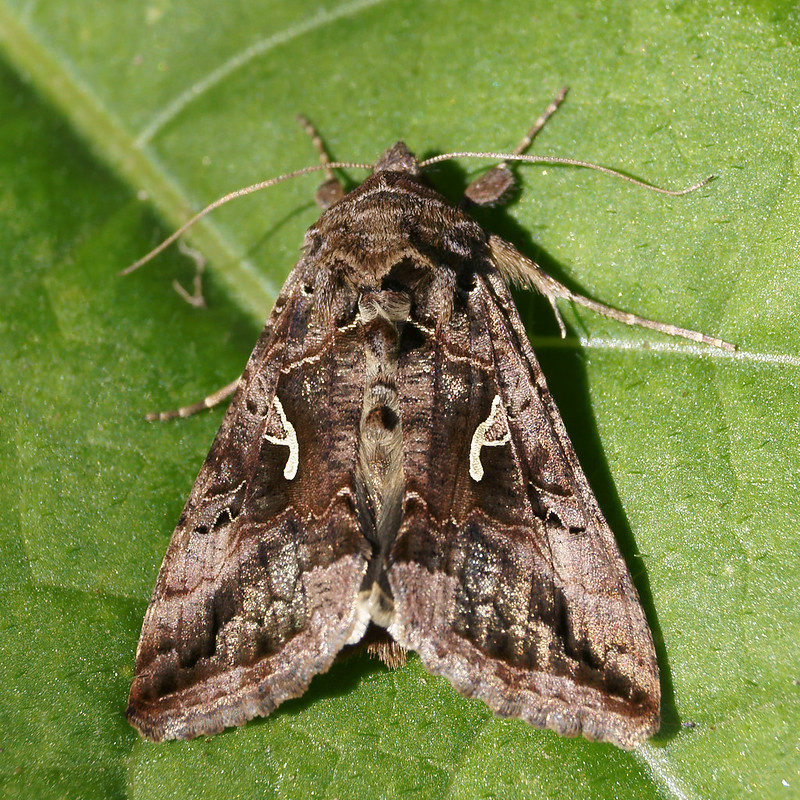 Brown Common Moth Species Atelier yuwa ciao jp