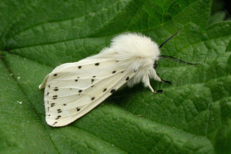 The NHBS Guide to Common UK Moth Identification – Hoopoe – A blog by nhbs