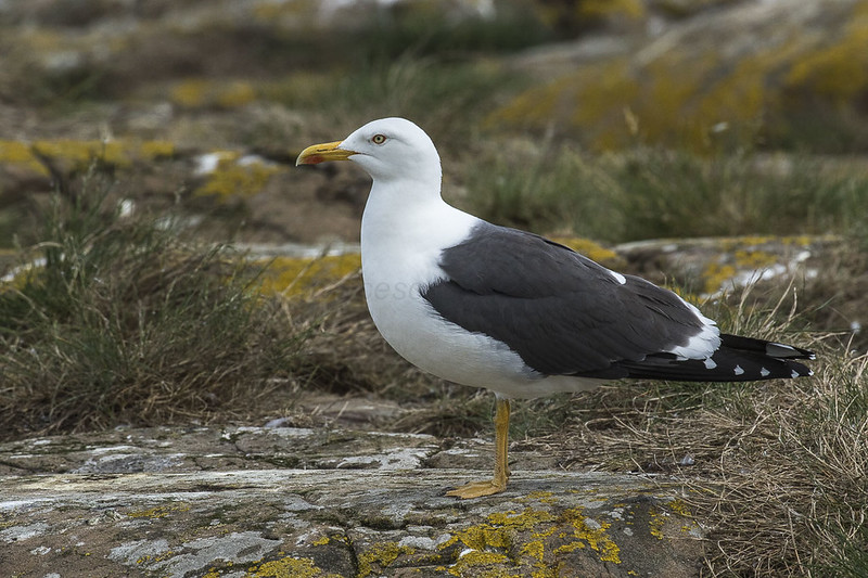 The NHBS Guide to UK Coastal Bird Identification