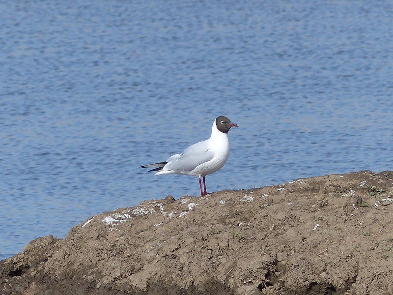 The NHBS Guide to UK Coastal Bird Identification