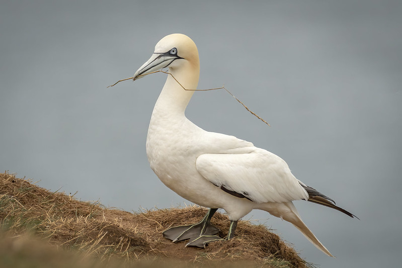 The NHBS Guide to UK Coastal Bird Identification