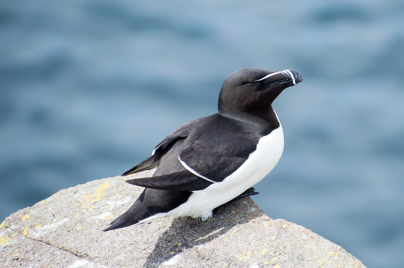 The NHBS Guide to UK Coastal Bird Identification