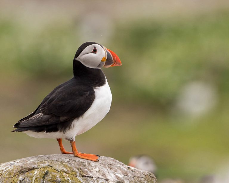 The NHBS Guide to UK Coastal Bird Identification