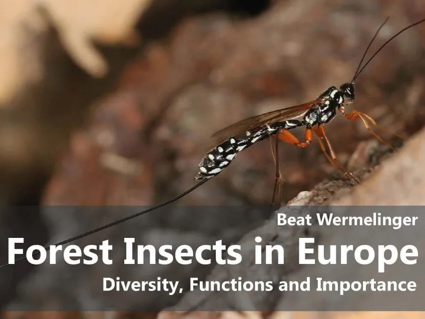 Author interview with Beat Wermelinger: Forest Insects in Europe