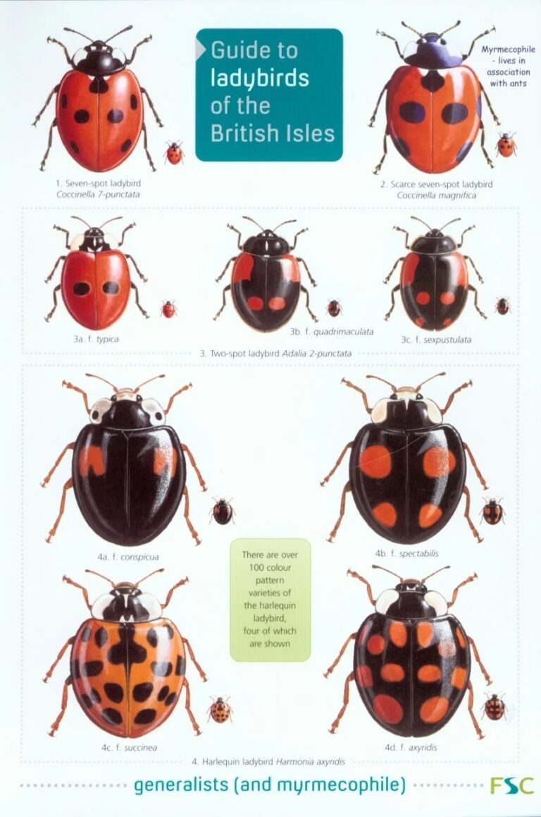 The NHBS Guide to UK Ladybird Beetle Identification