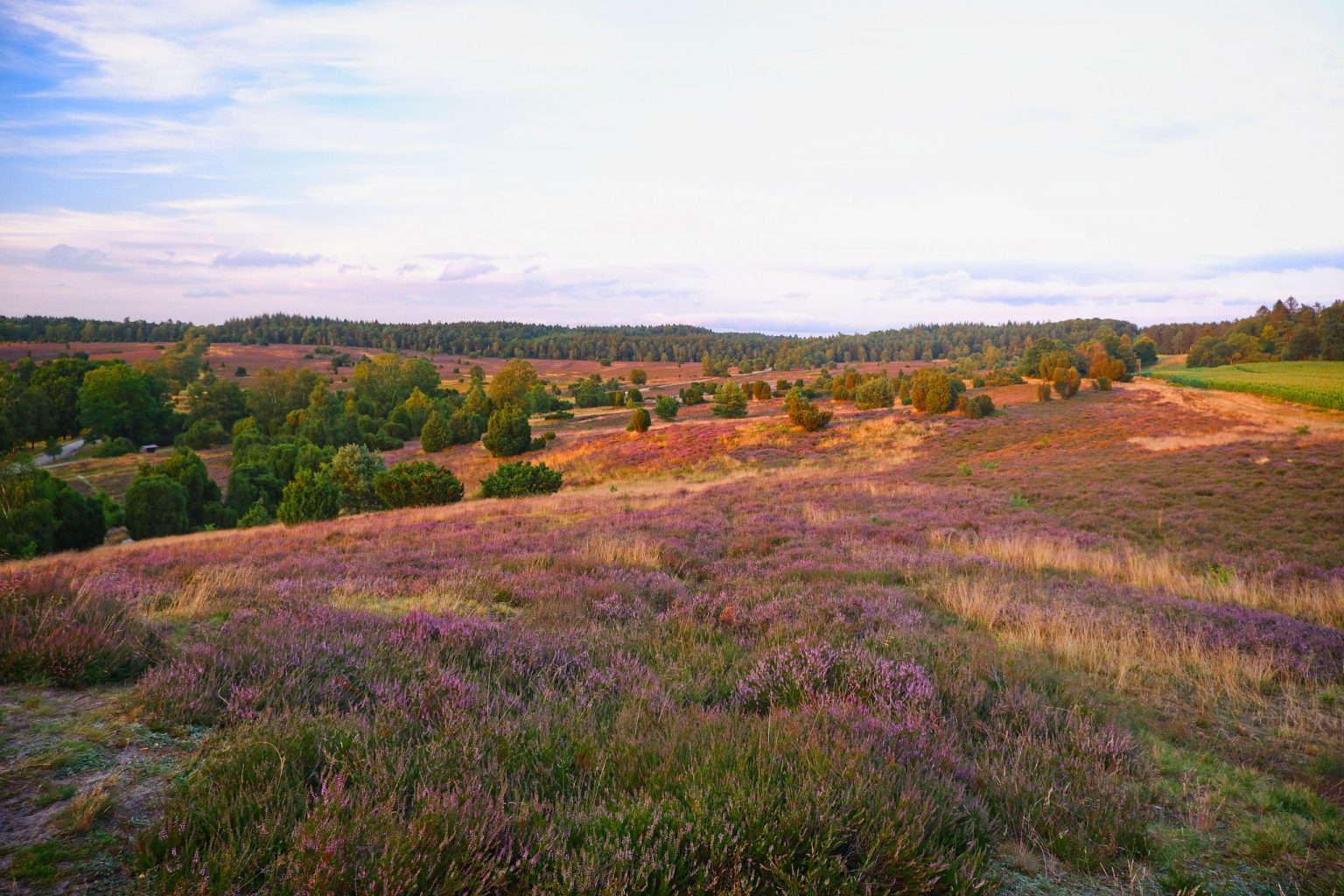 The NHBS Introduction to Habitats Heathland and Moorland