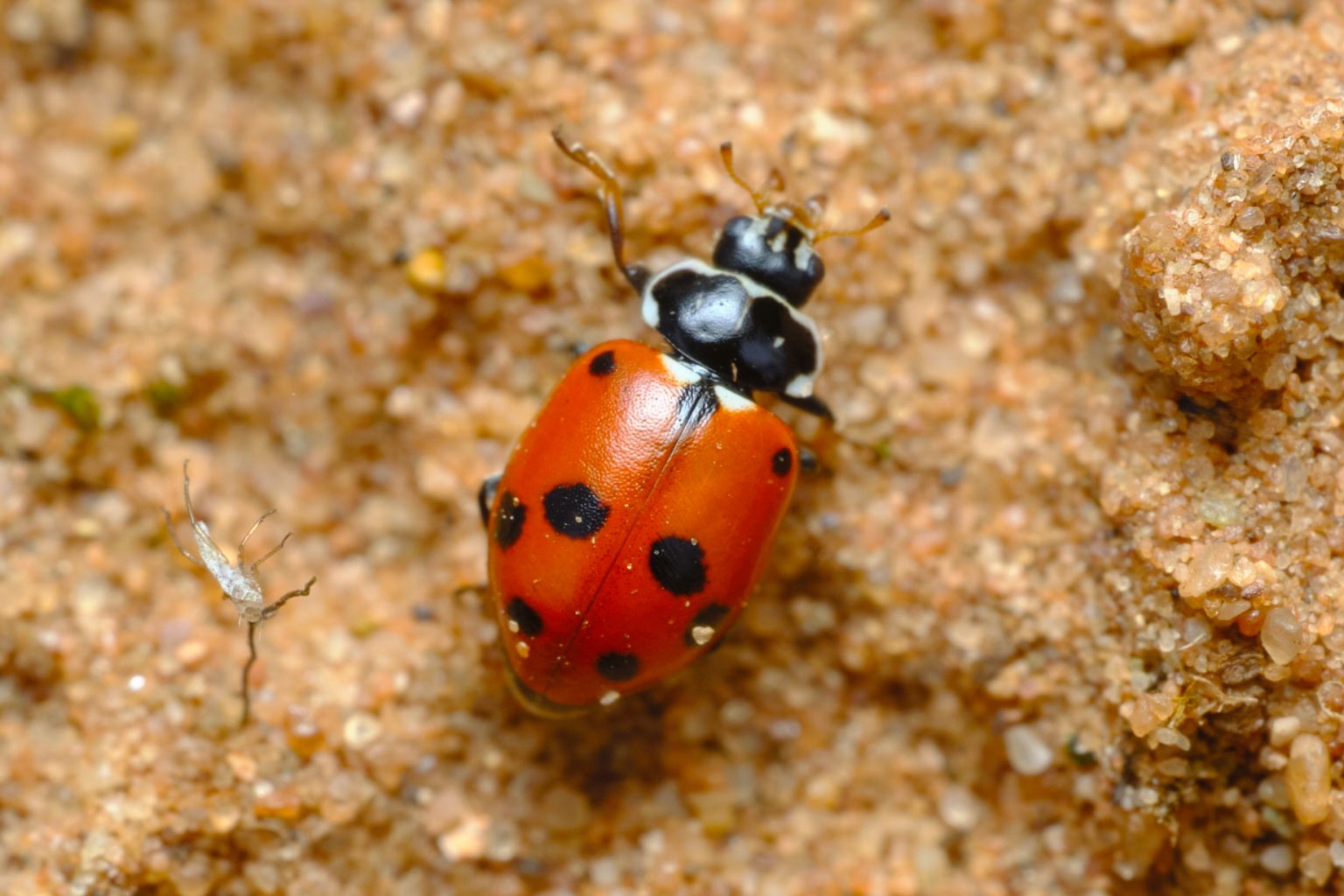 The NHBS Guide to UK Ladybird Beetle Identification