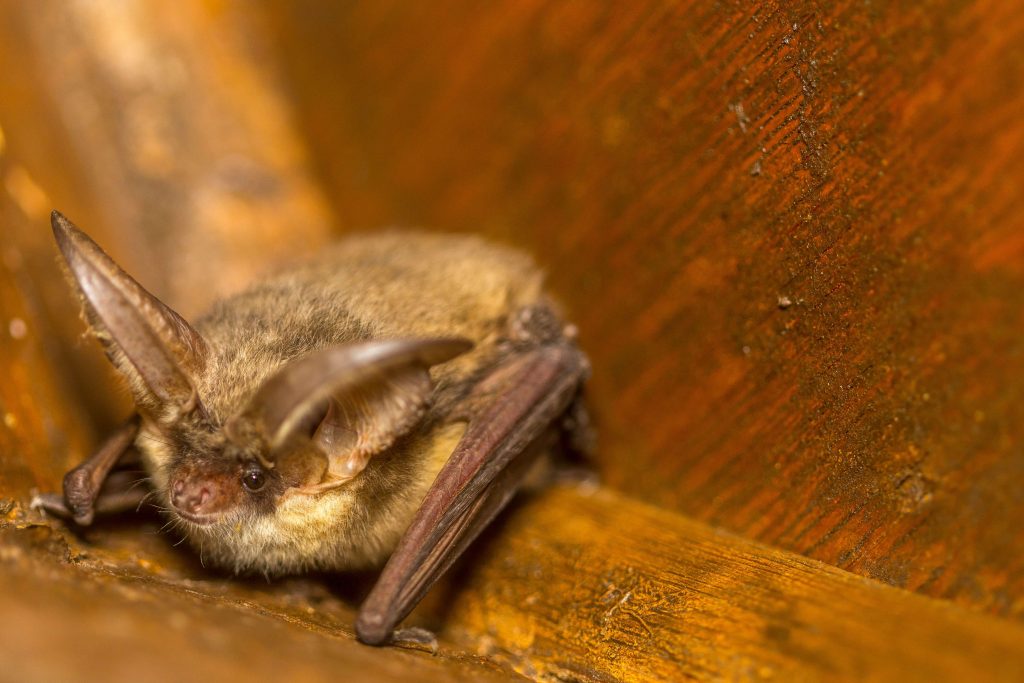 A grey long eared bat