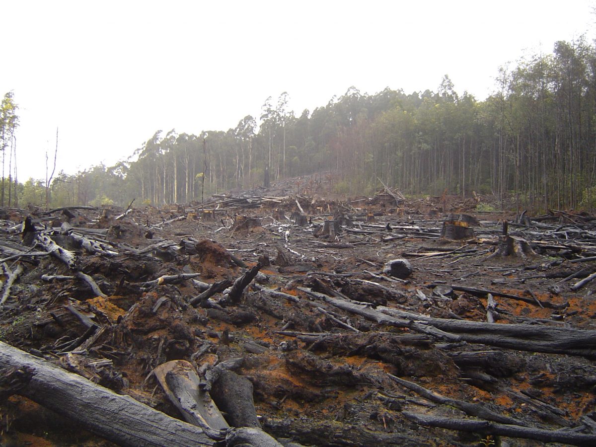 Climate Challenges: 4. Deforestation