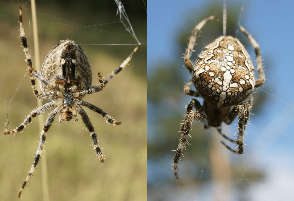 UK Spiders: 21 British Spiders You're Likely To Find At Home