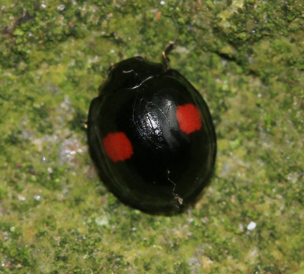 In red and black, the genetics of ladybug spots