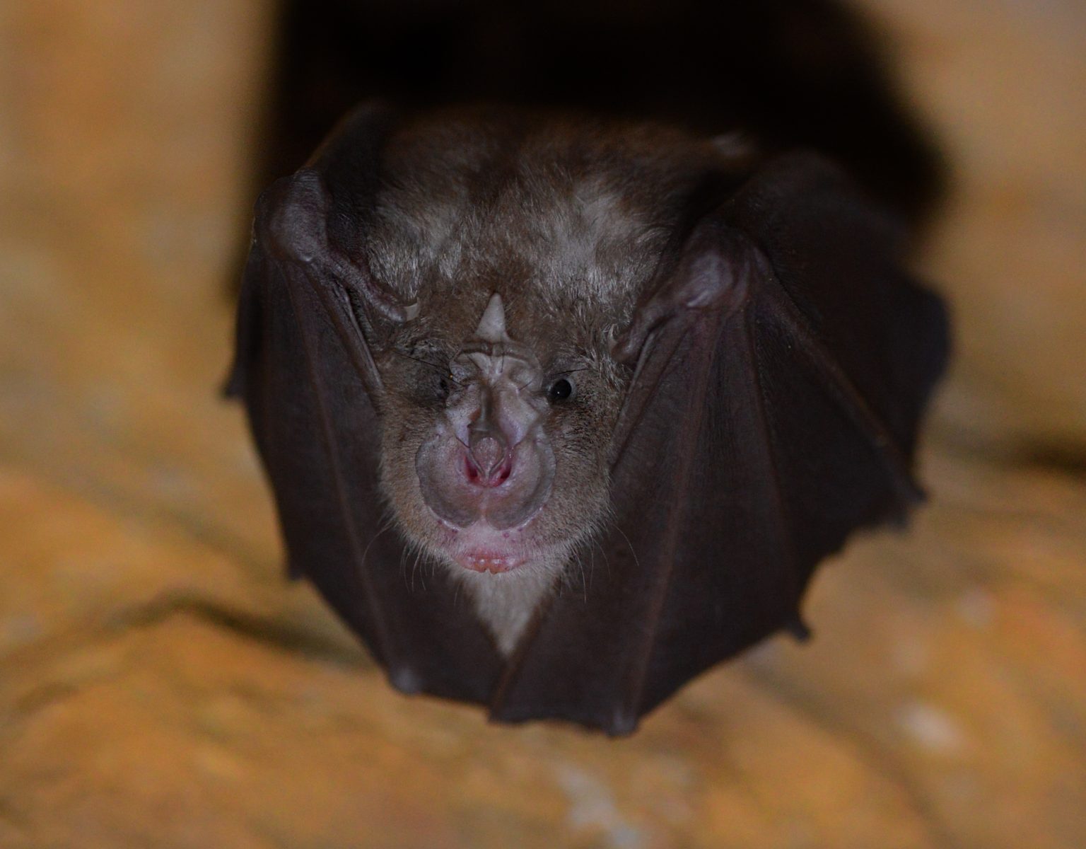 The NHBS Guide to UK Bat Identification